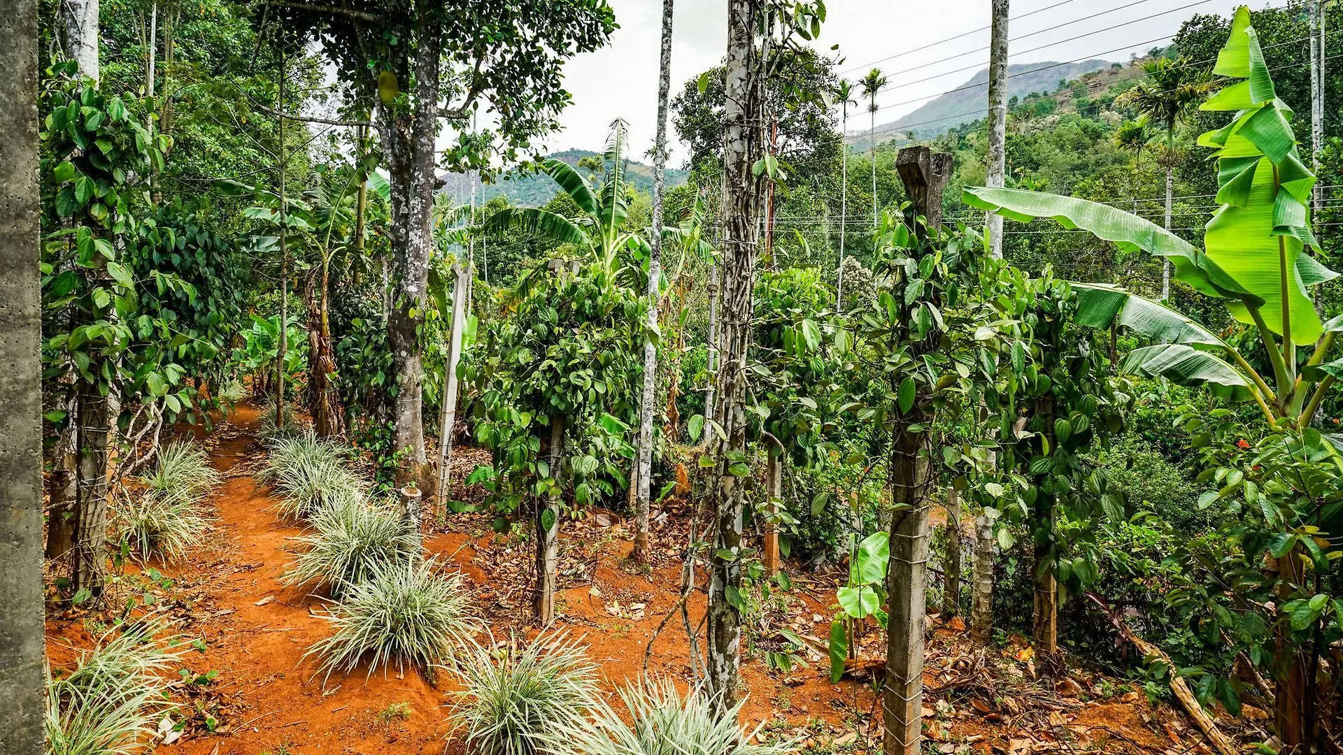**  Oyo 13011 Le Pepper Hotel Munnar India